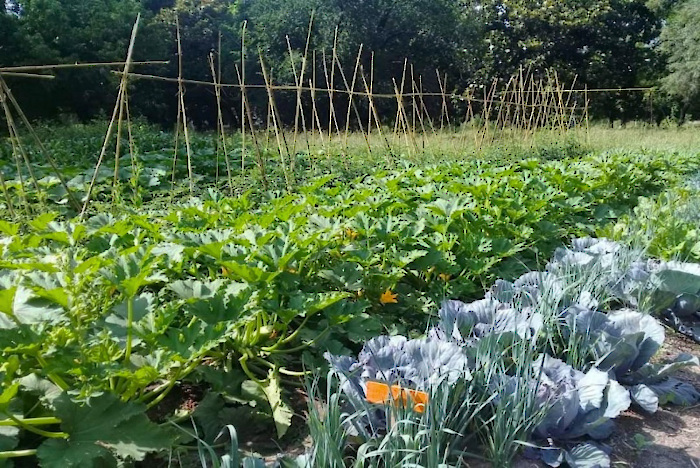 Con más de 540 millones de fincas en todo el mundo —más del 98% del total de establecimientos—, la producción familiar provee una parte sustancial de los alimentos Con más de 540 millones de fincas en todo el mundo —más del 98% del total de establecimientos—, la producción familiar provee una parte sustancial de los alimentos