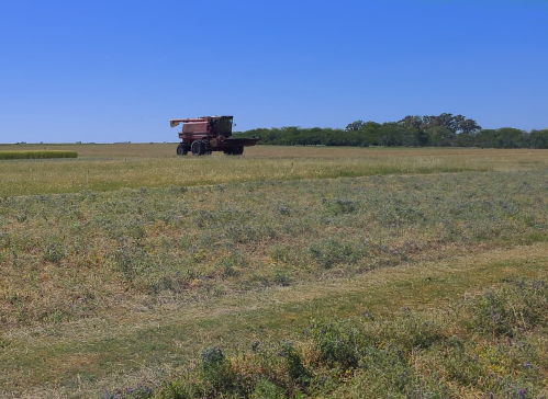 Según Dieguez, sus hallazgos podrían orientar la investigación hacia los mecanismos detrás del mejor desempeño de la producción familiar Según Dieguez, sus hallazgos podrían orientar la investigación hacia los mecanismos detrás del mejor desempeño de la producción familiar
