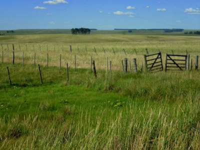 Las fincas familiares superaron en desempeño ambiental a las no-familiares en la mayoría de las comparaciones Las fincas familiares superaron en desempeño ambiental a las no-familiares en la mayoría de las comparaciones