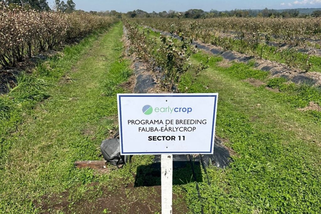 Schrauf resaltó que seleccionaron genéticas de producción extra temprana, con larga vida postcosecha, buenas propiedades organolépticas, y alta resistencia a plagas y enfermedades Schrauf resaltó que seleccionaron genéticas de producción extra temprana, con larga vida postcosecha, buenas propiedades organolépticas, y alta resistencia a plagas y enfermedades