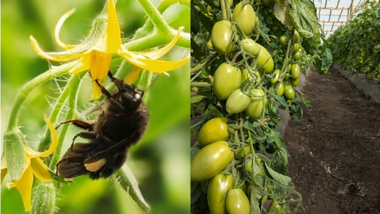 Las investigadores afirmaron que estos abejorros son muy importantes a nivel ecológico porque polinizan diversas especies de plantas nativas. Hoy, se usan cada vez más para polinizar cultivos Las investigadores afirmaron que estos abejorros son muy importantes a nivel ecológico porque polinizan diversas especies de plantas nativas. Hoy, se usan cada vez más para polinizar cultivos