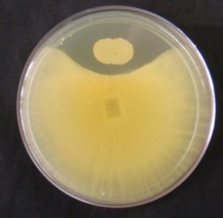 El aislamiento bacteriano del género Burkhoderia es capaz de antagonizar el crecimiento de diversos hongos fitopatógenos. La foto muestra la inhibición del crecimiento de Fusarium oxysporum. Foto: Irma Roberts. El aislamiento bacteriano del género Burkhoderia es capaz de antagonizar el crecimiento de diversos hongos fitopatógenos. La foto muestra la inhibición del crecimiento de Fusarium oxysporum. Foto: Irma Roberts.