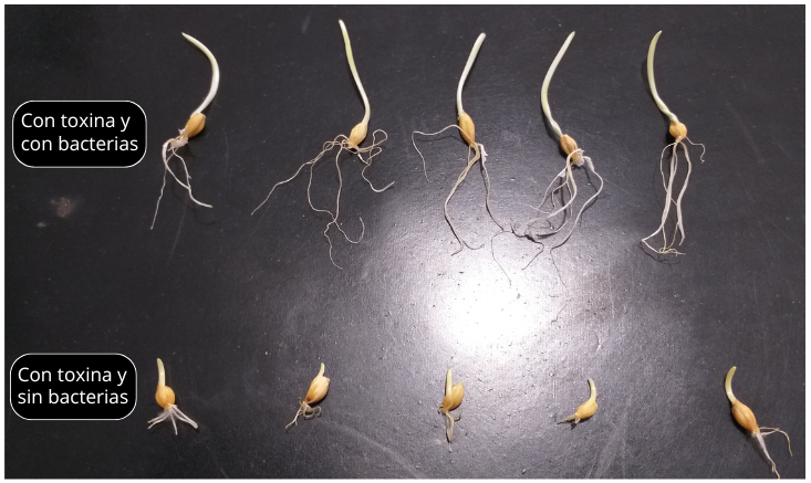 La inoculación de semillas de cebada con el aislamiento del género Burkholderia suprime el efecto tóxico de la micotoxina ácido fusárico en el desarrollo de las plántulas. Foto: Matías Vinacour. La inoculación de semillas de cebada con el aislamiento del género Burkholderia suprime el efecto tóxico de la micotoxina ácido fusárico en el desarrollo de las plántulas. Foto: Matías Vinacour.